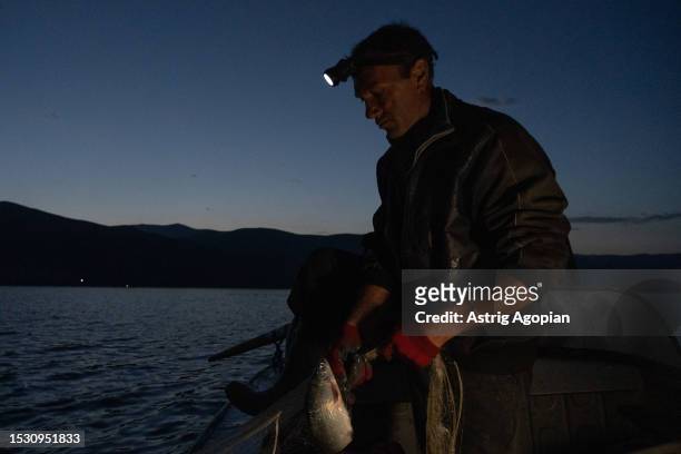 Local fisherman on his boat at dawn, taking the whitefish he caught on his net on July 9, 2023 in Artanish, Armenia. Armenia's iconic lake is...