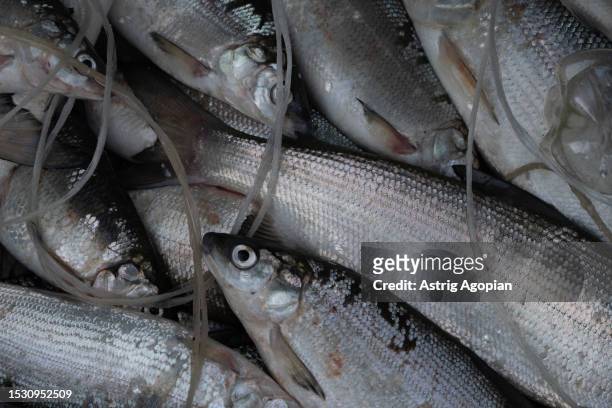 Whitefishes caught by a local fisherman. It is legal to fish them when they are big enough, but the species are endangered because many fishermen do...