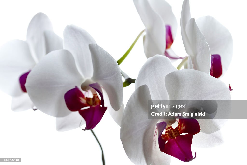 Orchid on white