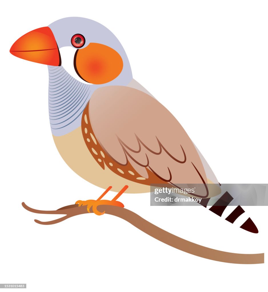 Zebra finch
