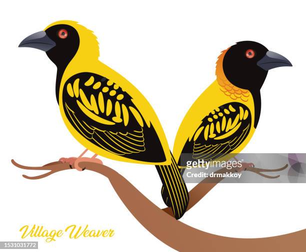 ilustrações de stock, clip art, desenhos animados e ícones de village weaver birds ( ploceus cucullatus ) - biodiversidade