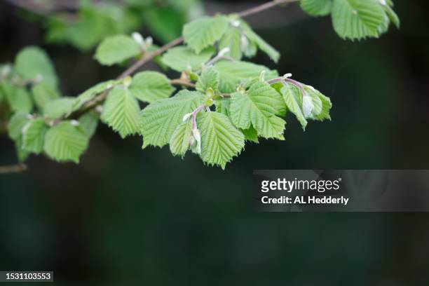 new hazel leaves in a hedgerow - hazel tree stock pictures, royalty-free photos & images