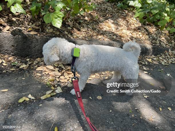 Small white Bichon Frise dog on a leash wearing a Whistle GPS dog tracker, Lafayette, California, June 28, 2023.