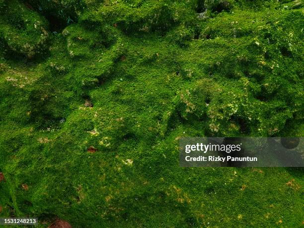 moss attached to the coral - mousse-végétale photos et images de collection