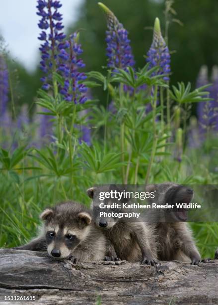 raccoon babies - bandit stock pictures, royalty-free photos & images