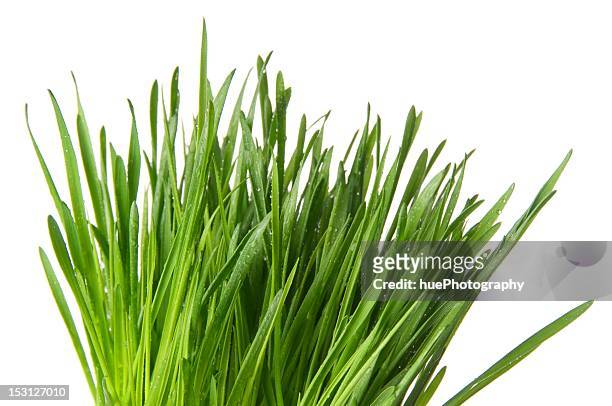 wheat grass - grasspriet stockfoto's en -beelden