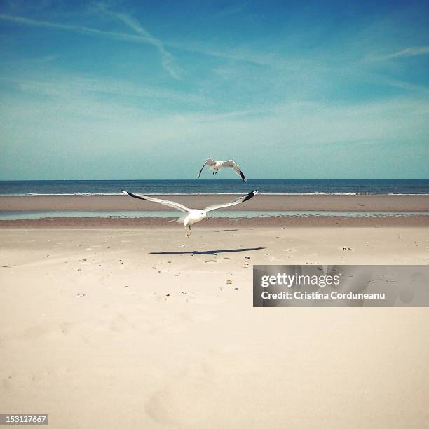 seagulls - schiermonnikoog stock pictures, royalty-free photos & images