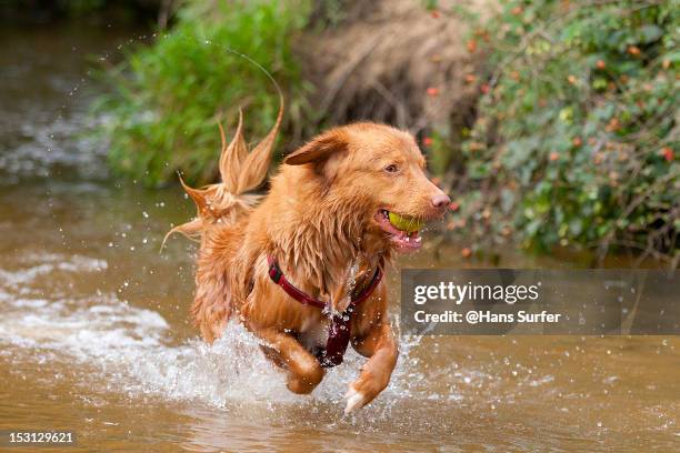 nova scotia duck tolling retriever - retriever stock-fotos und bilder