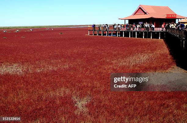 This picture taken on September 30, 2012 shows visitors at the Red beach scenic area in Panjin, northeast China's Liaoning province. The beach gets...