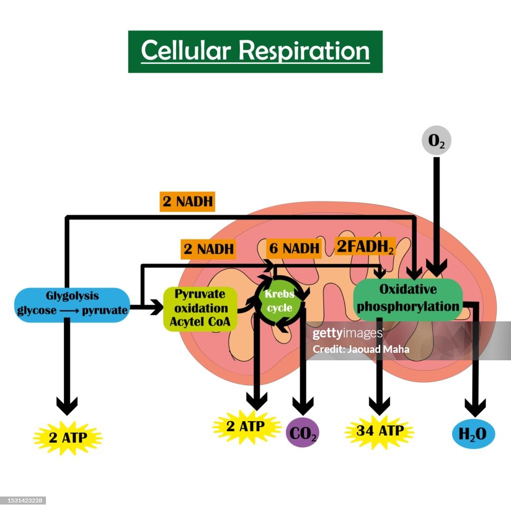 Cellular Cellular Respiration Infographic Study Content For Biology Students ...
