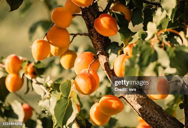 apricot tree - aprikose stock-fotos und bilder