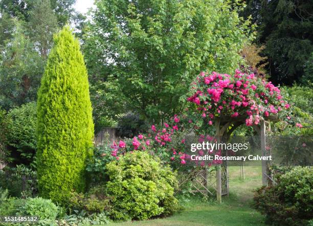 english country garden, american pillar rose  flowers on arch. - lush backyard stock pictures, royalty-free photos & images