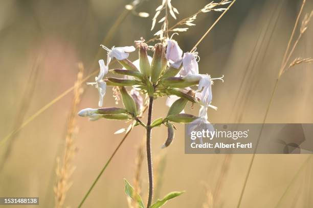 saponaria officinalis - saponaria stock pictures, royalty-free photos & images