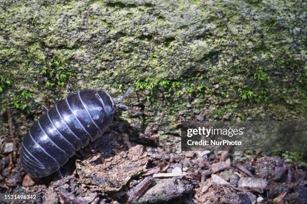 Pill bug in Toronto, Ontario, Canada, on July 8, 2023.