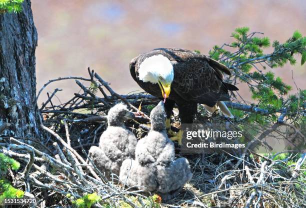 aquila calva genitore che nutre gli aquilotti - eagle nest foto e immagini stock