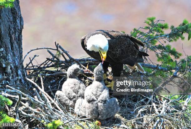 bald eagle parent feeding eaglets - young bird stock pictures, royalty-free photos & images