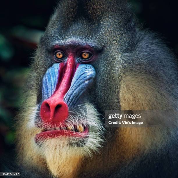 mandrill monkey - scimmia arrabbiata foto e immagini stock