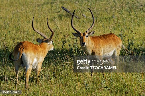 pie tvetydig sund fornuft 382 Red Lechwe Stock Photos, High-Res Pictures, and Images - Getty Images