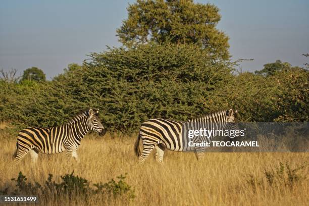 two zebras in front of a grove - two zebras stock pictures, royalty-free photos & images