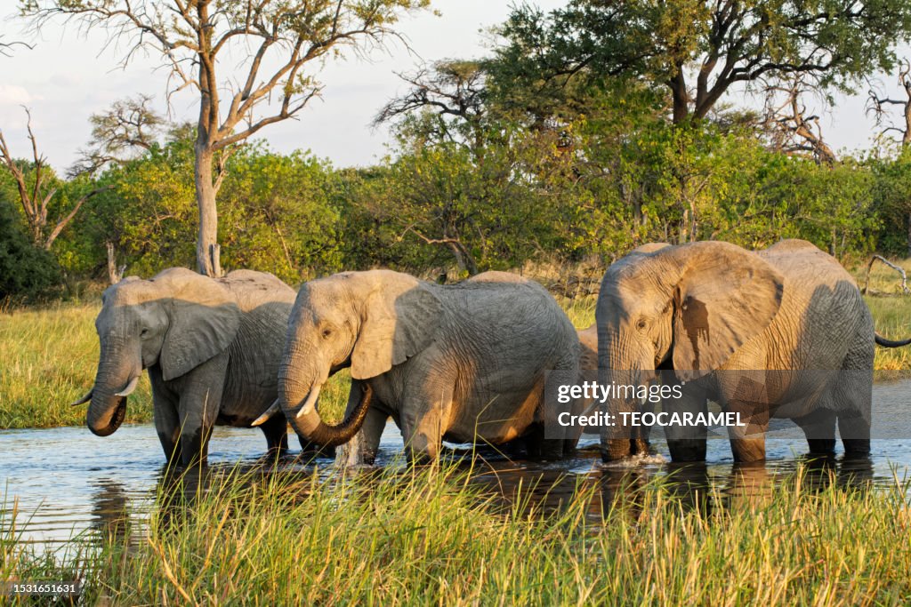 Three adult elephants in the evening light