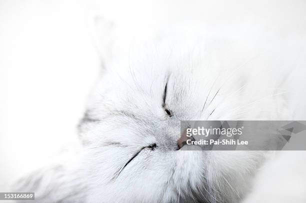 white cat - chinchilla stockfoto's en -beelden