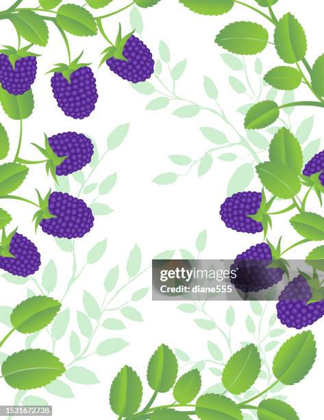summer raspberry frame background template on a transparent background - berry stock illustrations