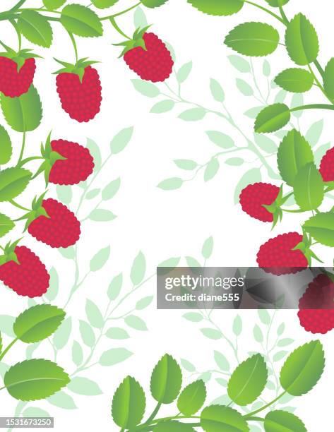 Raspberry Vines Photos and Premium High Res Pictures - Getty Images