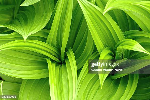 leaves drops green - lush plants stock pictures, royalty-free photos & images