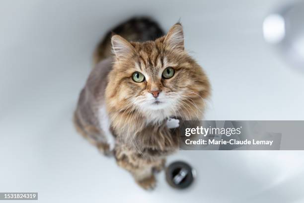 durstige katze, die im bad auf wasser wartet - rassekatze stock-fotos und bilder