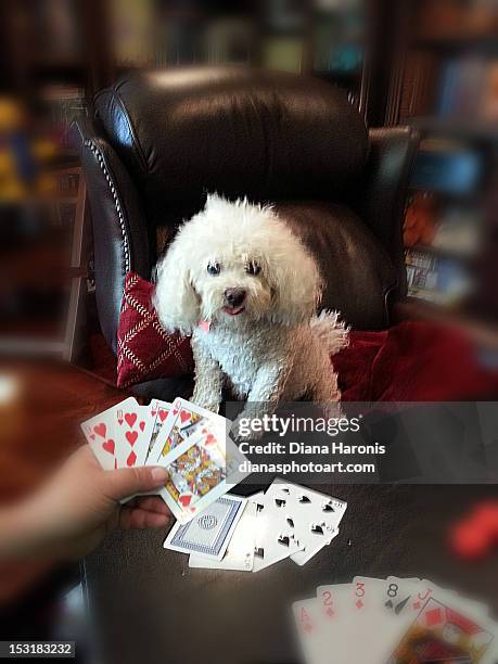 dog playing poker - dogs playing poker stock pictures, royalty-free photos & images