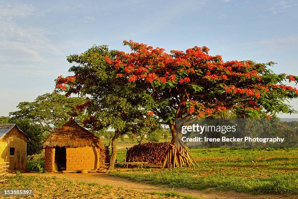 poinciana tree - delonix regia stock pictures, royalty-free photos & images