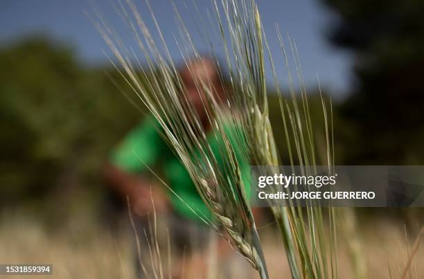 Spanish farmer Juan Antonio Merlos Lopez shows his exploitation in Velez Blanco, near of Almeria on July 10 as Spain is hit by ongoing droughts....