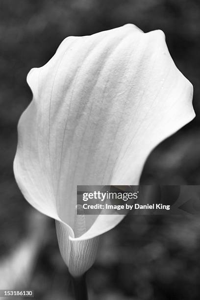 cala lilly - ashford castle stockfoto's en -beelden