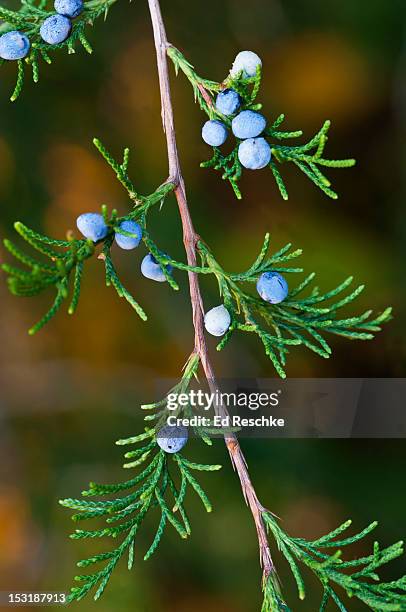 eastern redcedar with juniper berries - jeneverbes conifeer stockfoto's en -beelden