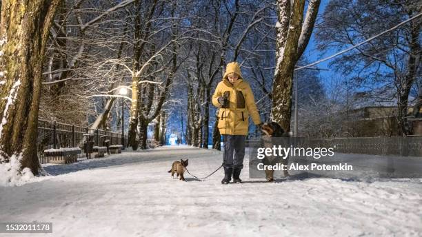 woman in a yellow jacket is walking with a bernese mountain dog and a cat on a leash on the walkway in winter park at night. - dog cat snow stock pictures, royalty-free photos & images