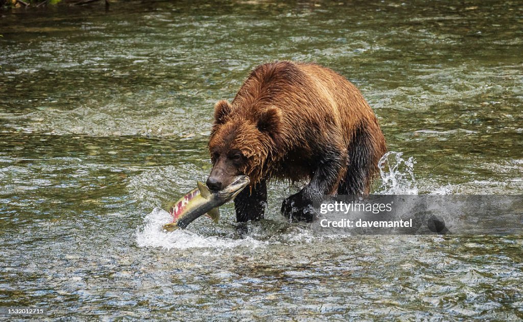 ハイイログマキャッチサーモン