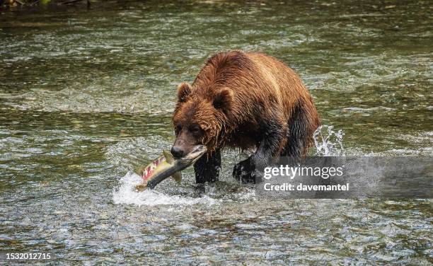 grizzly bear catching salmon - carnivora stock pictures, royalty-free photos & images