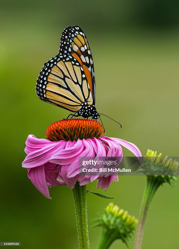 Monarch butterfly