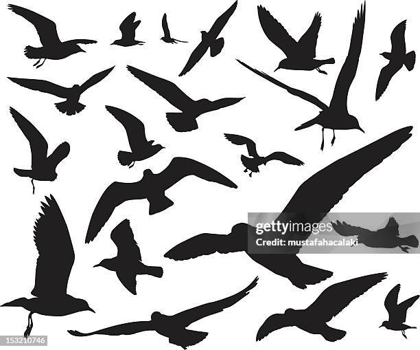 stockillustraties, clipart, cartoons en iconen met seagulls silhouettes - meeuw