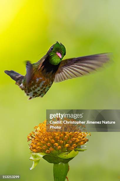 black-crested coquette hummingbird - black crested coquette foto e immagini stock
