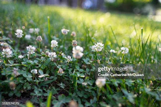 sunny patch of wild clover - pianta selvatica foto e immagini stock