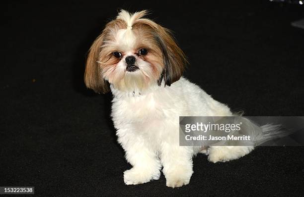 Bonny the dog arrives at the premiere of CBS Films' 'Seven Psychopaths' at Mann Bruin Theatre on October 1, 2012 in Westwood, California.
