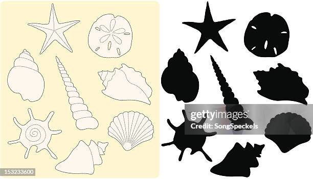 seashell drawing - seashell silhouette stock illustrations