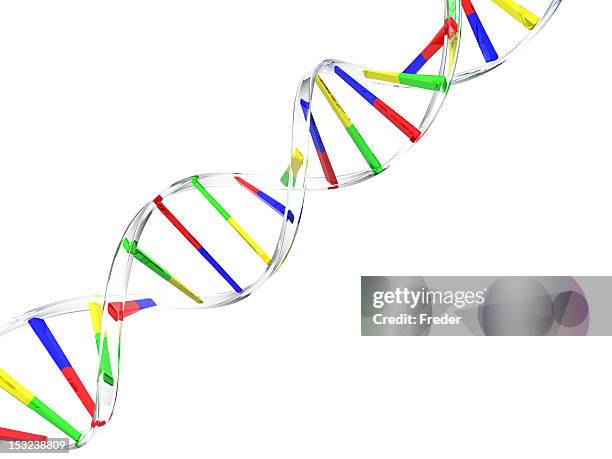 dna モデル白背景 - 生化学 ストックフォトと画像