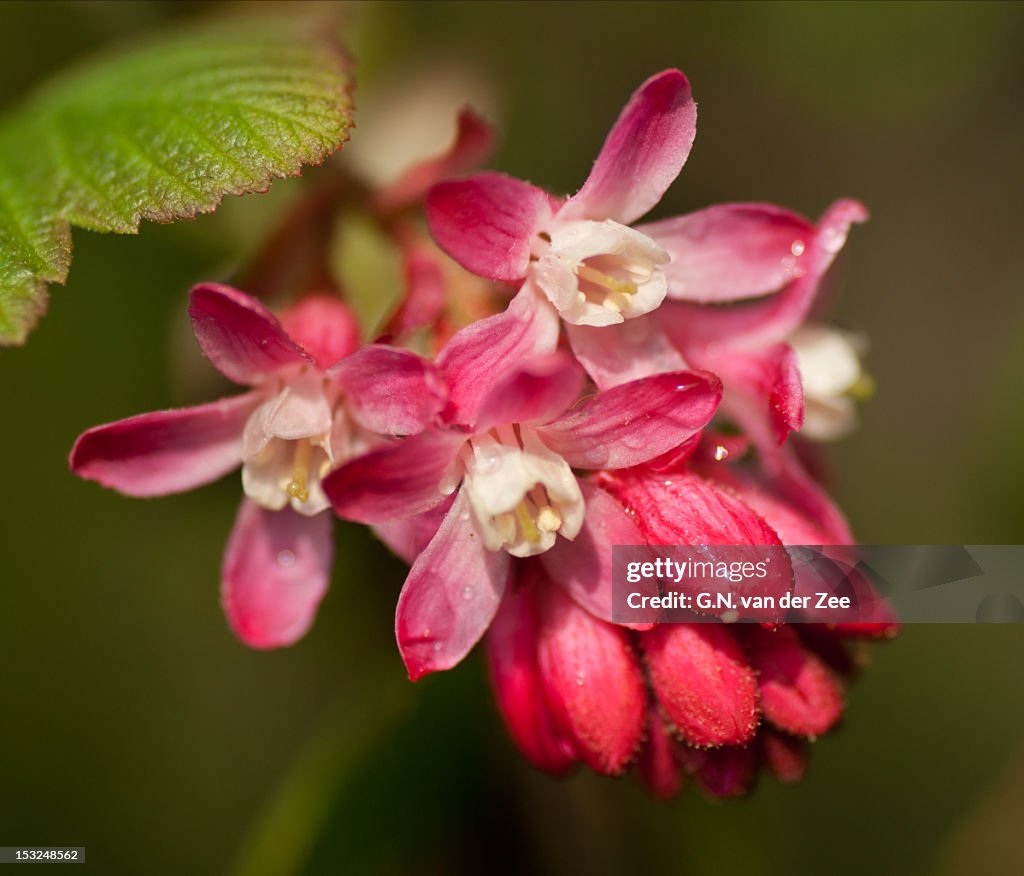 Ribes