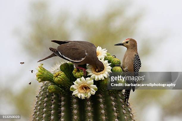 desert birds and bees eating from cactus flowers - arizona cactus stock-fotos und bilder