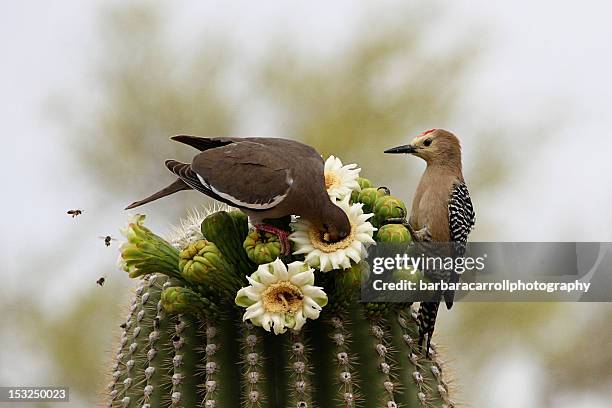 desert birds and bees eating from cactus flowers - arizona bird stock pictures, royalty-free photos & images