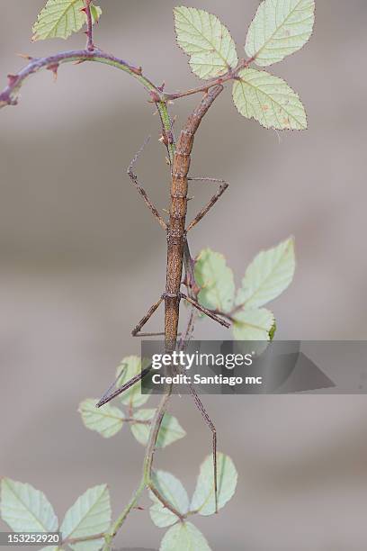 Thunderstick Insect 23 Thorny Stick Insects Stock Photos, High-Res Pictures, and Images ...