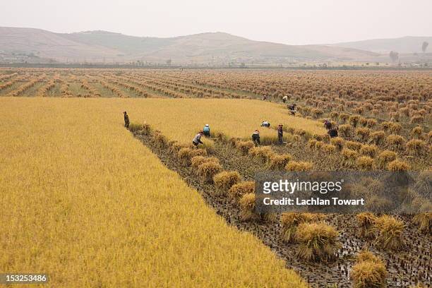 harvesting rice by hand - north korea landscape - fotografias e filmes do acervo