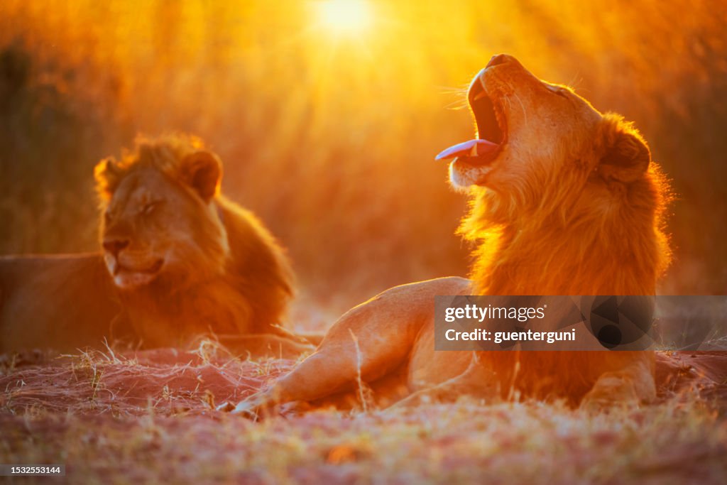 Two male lions (Panthera leo) at sunset